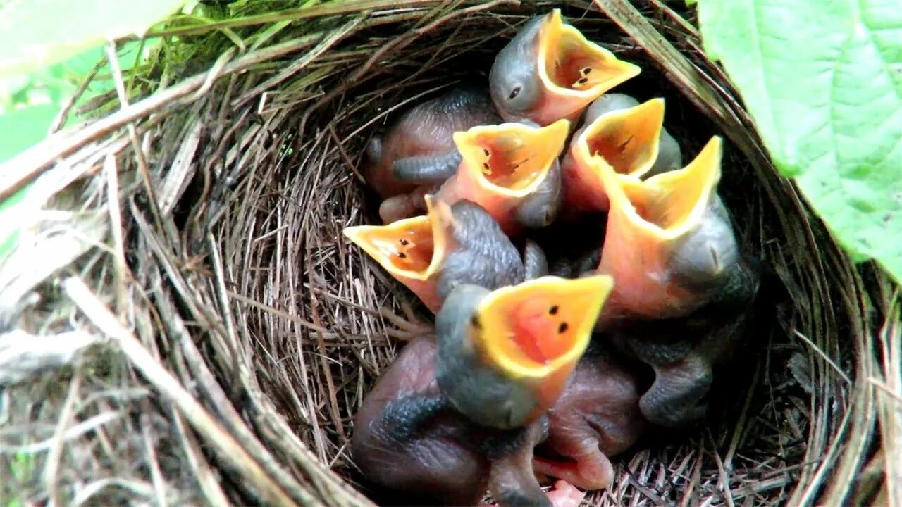 В 1 гнезде 3 птенца. Пеночка пересмешка гнездо. Пересмешка птица яйца. Пересмешка зеленая птенец. Голодные птенцы.