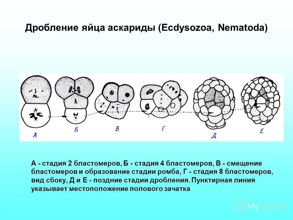 Г дробление. Стадии 2 4 8 16 32 бластомеров. Дробление схема биология. Образуется в результате дробления. Эмбриональный период дробление.
