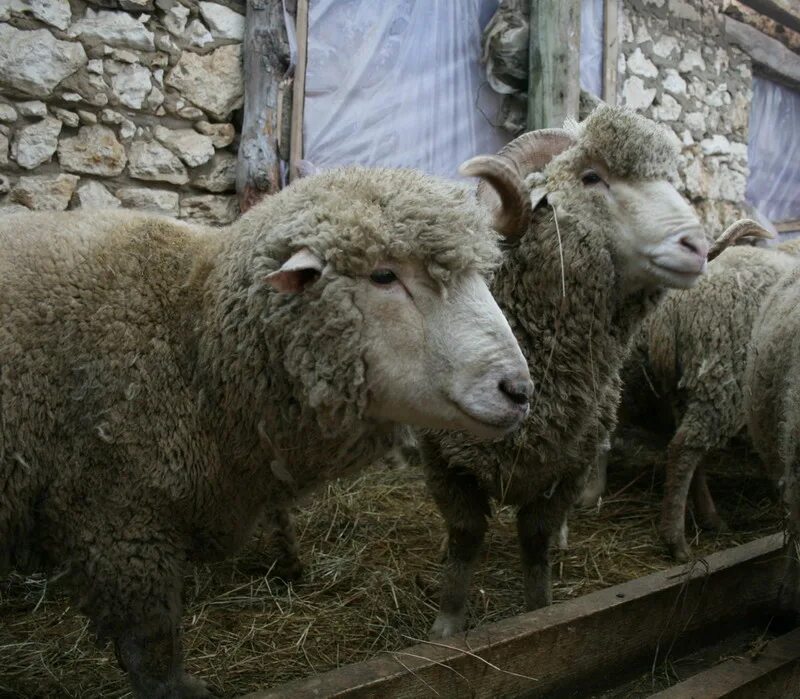 Ярок ягненок. Овечки меринос кастраты. Ярки овцы меринос. Суягные овцы порода.