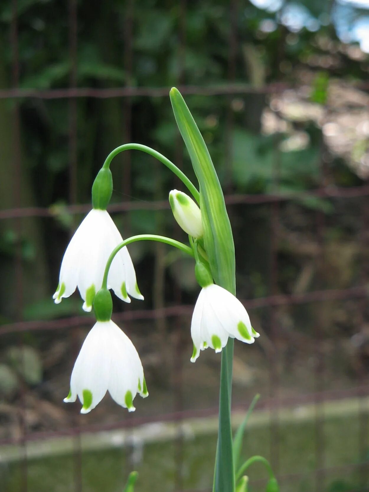 Белоцветник карпатский. Белоцветник (leucojum) aestivum. Белоцветник gravetye giant. Белоцветник gravetye giant. Белоцветник карпатский.