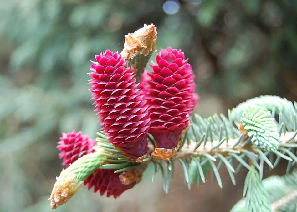 Мужская шишка. Picea likiangensis. Ель обыкновенная микростробилы. Ель ликиангинская (Picea likiangensis). Ель Сибирская стробилы.