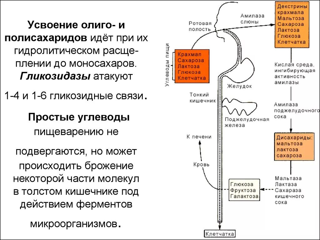 Фермент расщепляющий белок в кишечнике. Схема всасывания Глюкозы. Переваривание углеводов физиология. Переваривание и всасывание углеводов в ЖКТ. Расщепление углеводов в толстом кишечнике.