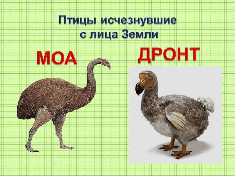 Вымерший стеллеров баклан. Птица моа новая зеландия. Животные исчезнувшие с лица земли. Птица которая исчезла. Исчезающие птицы.