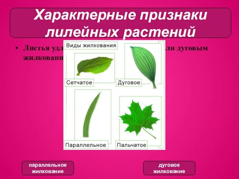 Сетчатое жилкование у цветов. Жилкование листа лилейных растений. Семейство Лилейные жилкование листьев. Лилейные жилкование листьев.