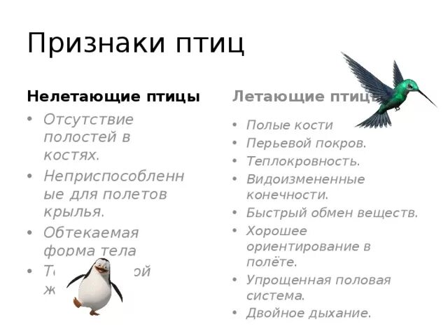 Основные характерные признаки птиц. Основные признаки птиц 7 класс. Представители группы птицы. Признаки летающих птиц. Примеры животных класса птицы