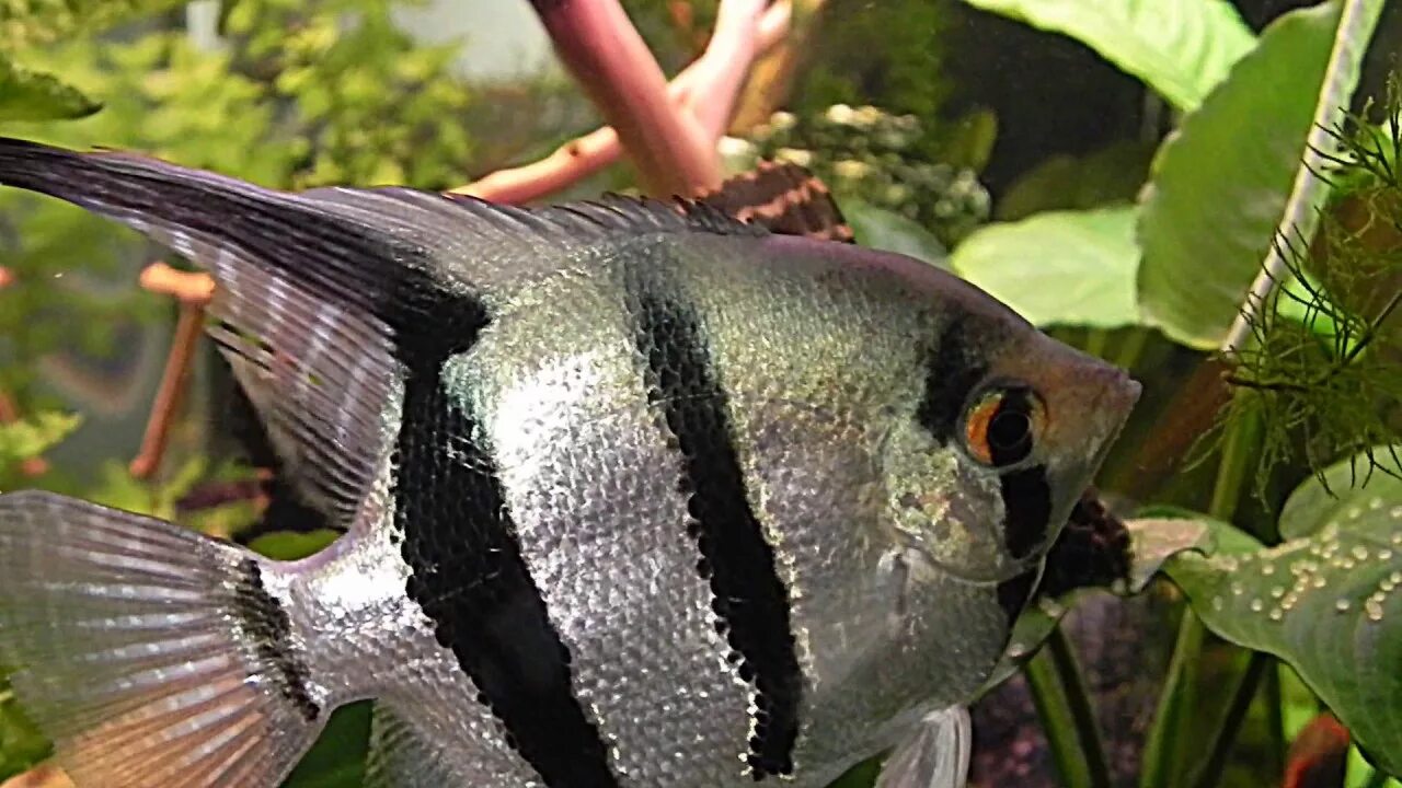 Съели скалярию