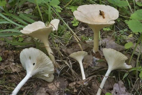 Говорушка восковая съедобная или нет