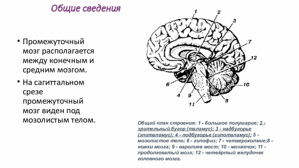 Промежуточный отдел функции. Головной мозг промежуточный мозг строение и функции. строение и функции промежуточного мозга. основные отделы.. функции промежуточного мозга головного мозга. строение промежуточного мозга в головном мозге.