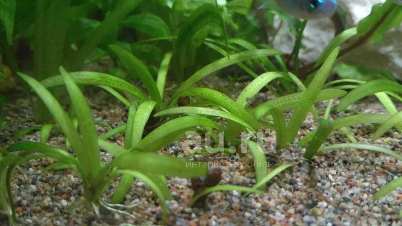 Сагитария. Сагиттария шиловидная. Сагиттария аквариумное растение. Сагитария. Сагиттария шиловидная аквариумное растение.