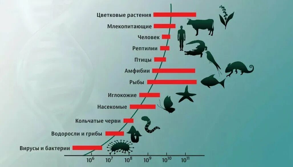 ДНК разных животных. ДНК человека и животных. Сходство ДНК человека и животных. Эволюция видов живых организмов.