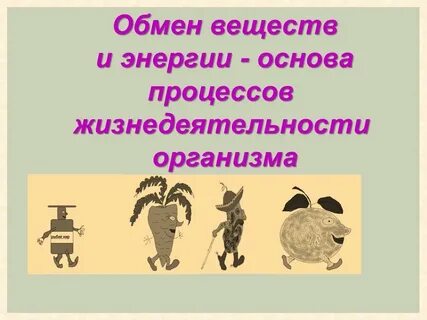 В основе жизнедеятельности всех организмов лежат
