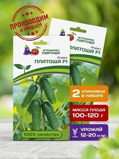 Огурцы сорт платоша