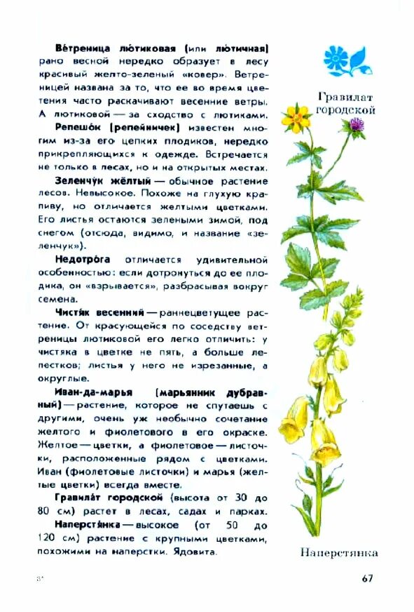 атлас от земли до неба лесные растения. атлас от земли до неба лесные растения. атлас-определитель растений плешаков растения. атлас определитель от земли до неба кустарники. лесные растения со съедобными атлас определитель.