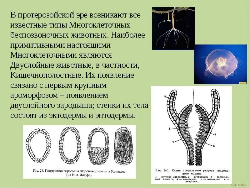 Представители многоклеточных. Типы многоклеточных животных. Многоклеточные животные представители. Информация о многоклеточных животных. Животных называют многоклеточными