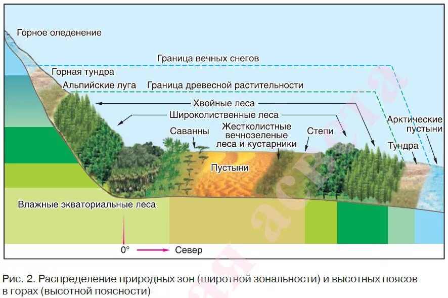 Порядок почв с севера на юг. Широтная зональность географической оболочки. Географической зональности природы- Высотная поясность. Широтная зональность и Высотная поясность растительности земли. Широтная зонал ность и Высотная поясность.