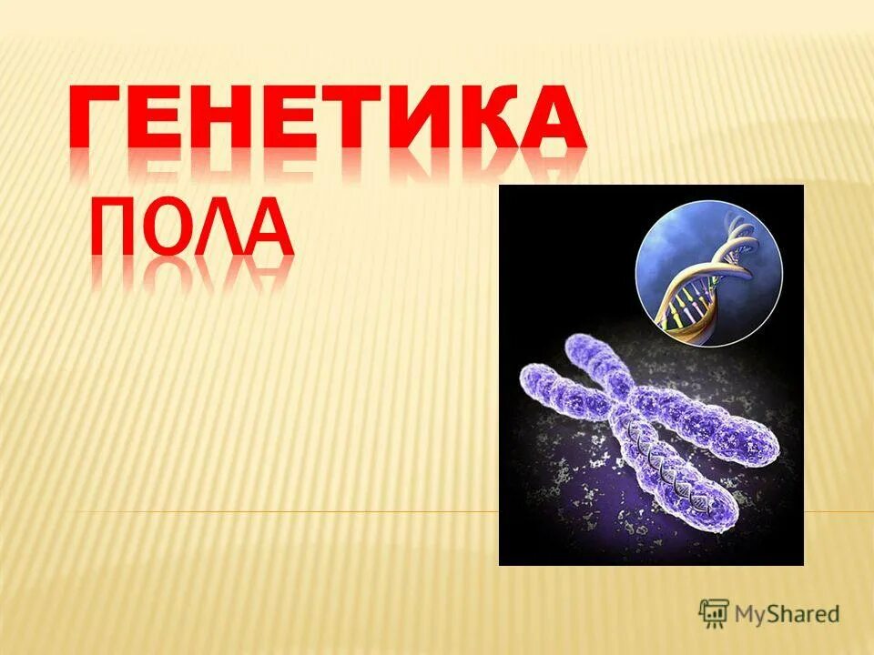 Генетика человека 10 класс биология презентация. Генетика пола. Генетика пола биология. Генетика пола презентация. Презентация на тему генетика.