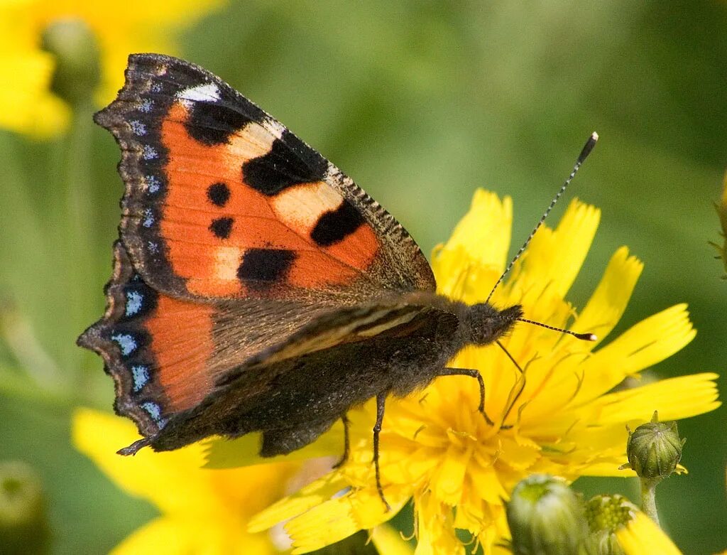 Крапивница бабочка фотографии. Крапивница Aglais urticae. Бабочка крапивница обыкновенная. Крапивница бабочка лапки. Бабочка Лютик-крапивница.