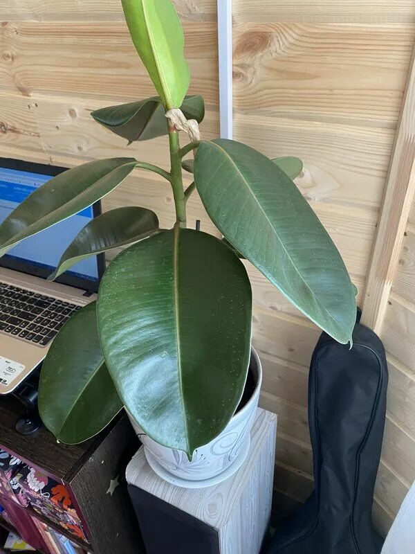 Фикус бенджамина облысел. Залил фикус. Залила фикус каучуконосного. Залил фикус. Фикус каучуконосный листики поникли.