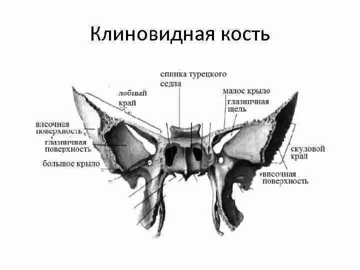 Кость бабочка. Клиновидная кость клиновидной кости. Строение клиновидной кости черепа человека анатомия. Схема строения клиновидной кости. Анатомия клиновидной кости черепа.