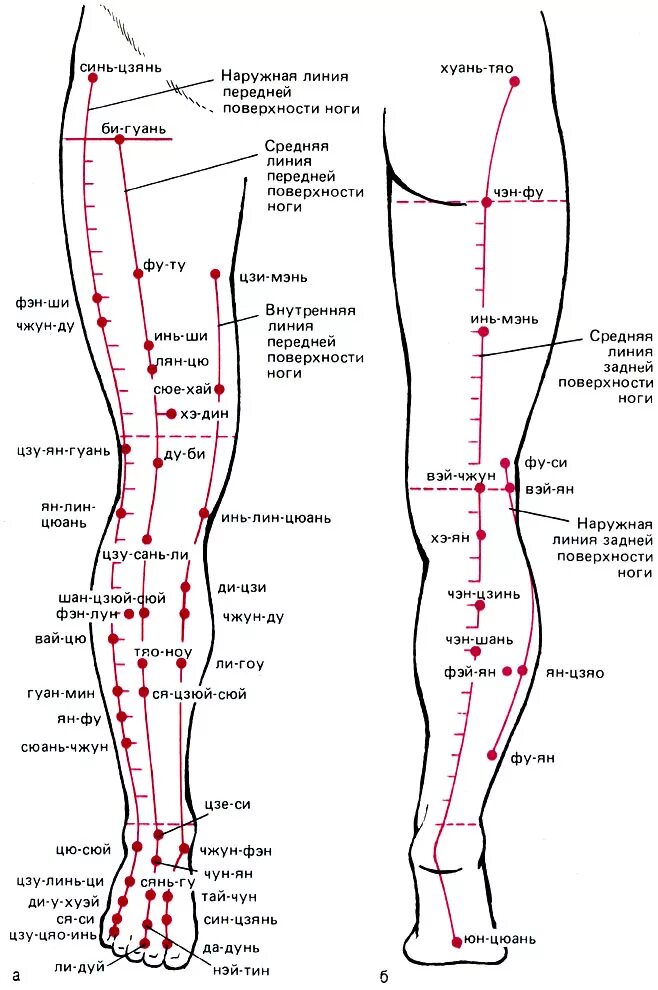 Точки на ногах колени. Акупунктура тела человека схема болевые точки. Акупунктурные точки на голени человека схема. Акупунктура меридианы тела человека схема. Точки пяти элементов в акупунктуре таблицы.