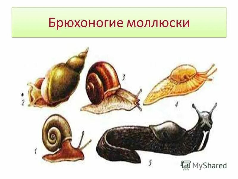 This class includes octopuses and freshwater and saltwater shellfish such as sna