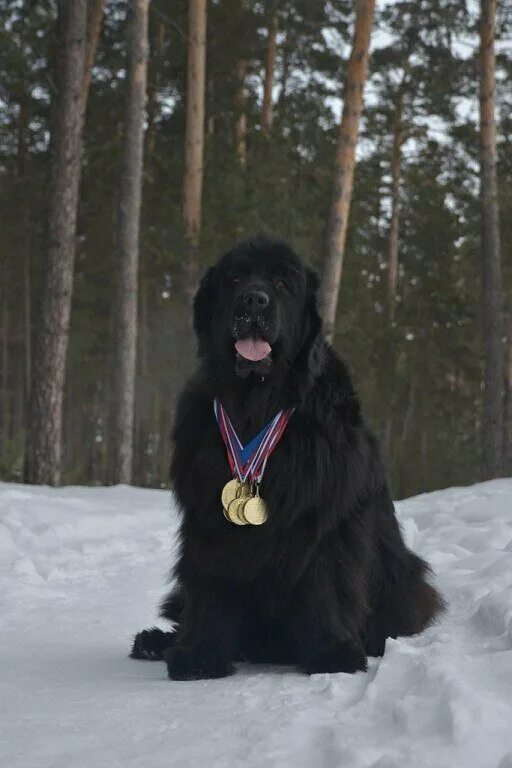 Скрепыши ньюф продаются. Oblomoff собака хаски беги. Собачник бердск. Собаки бердск. Бердский зимерхульд собака.