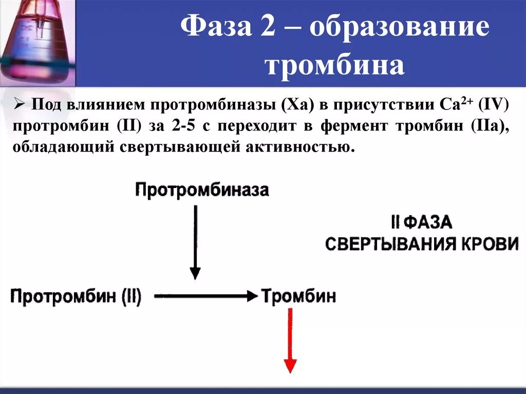 Ферменты свертывания крови. Образование тромбина из протромбина. Тромбин образуется. Тромбин образуется из. Протромбин в тромбин.