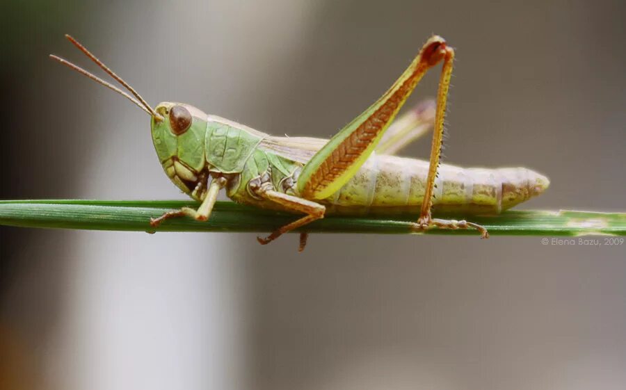 прямокрылые кузнечики. лапки кузнечика. строение кузнечика. богомол кузнечик саранча. строение стрекозы для дошкольников.
