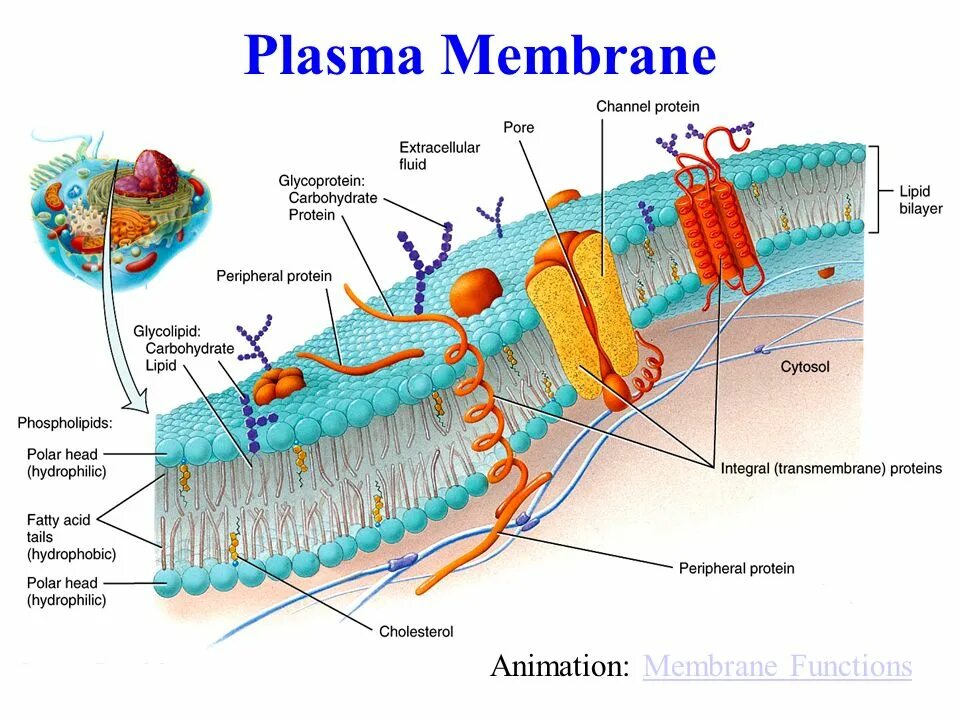 Cell membrane. Plasma membrane structure. cell membrane structure. cell membrane function. cell surface membrane.
