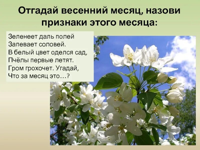 План преображения природы весной. Весенние месяцы. Весенние месяцы презентация. Весенние признаки в природе.