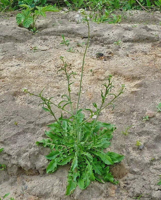 Shepherd's purse Plants, Herbs, Garden