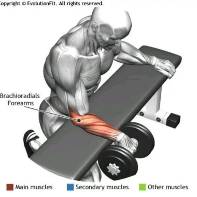 Гантели на кисть. Упражнения на брахиалис. Брахиалис упражнения штангой. Тренировка мышц предплечья. Упражнения на брахиалис бицепса.