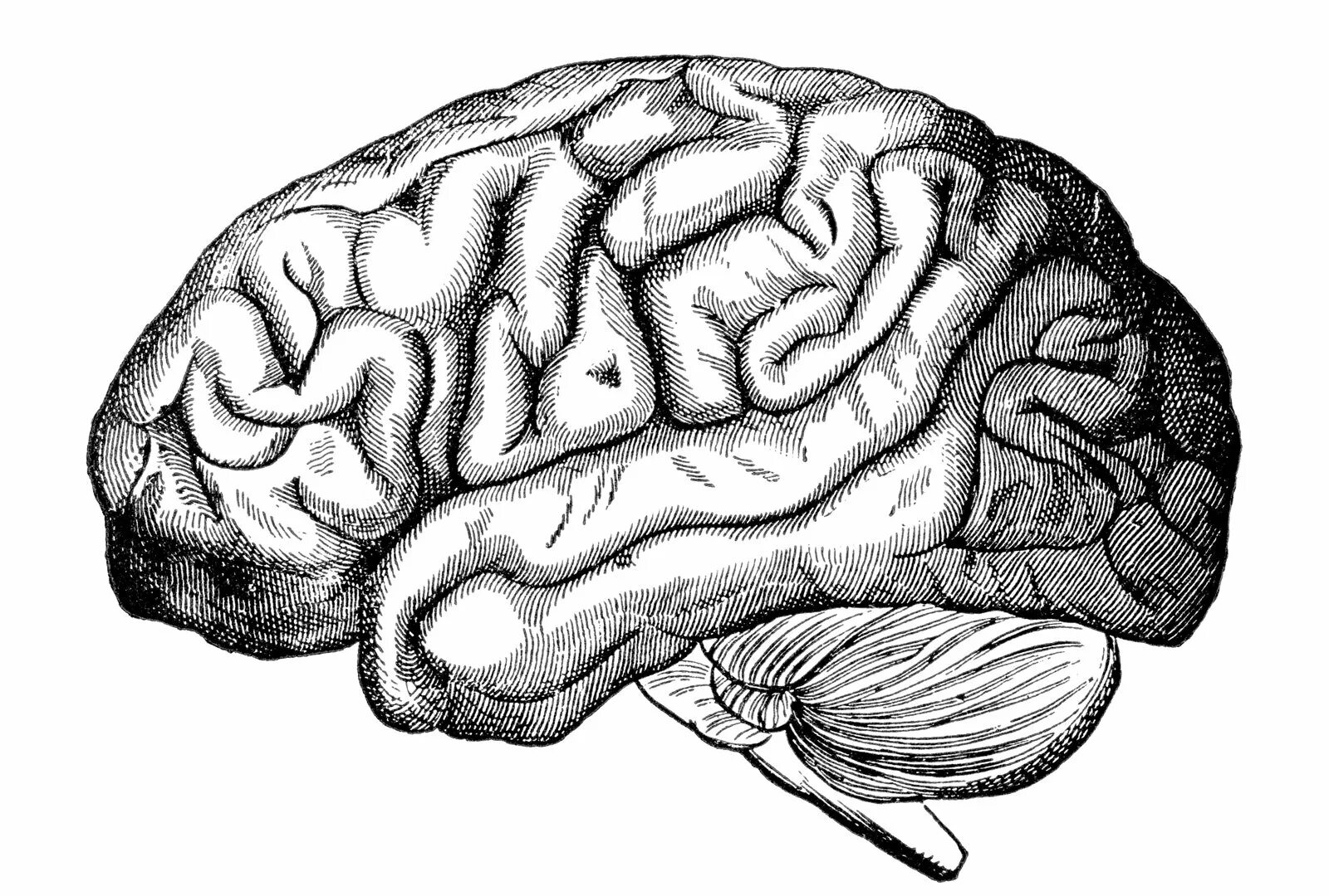 Головного мозга на ранних. Мозг карандашом. Головной мозг раскраска.