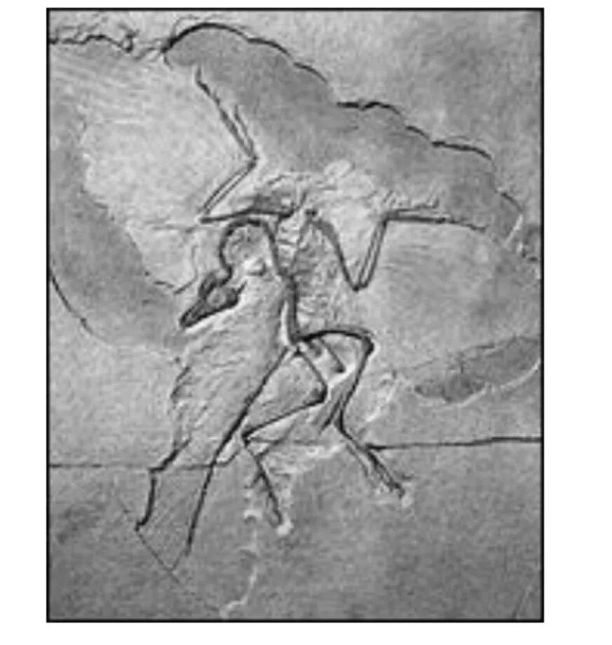 Археоптерикс отпечаток. Археоптерикс отпечаток ОГЭ. На рисунке изображён отпечаток археоптерикса.. Отпечаток птицы археоптерикса. На рисунке изображена реконструкция археоптерикса