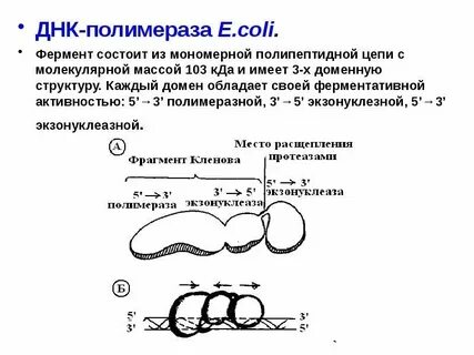 Функция днк полимеразы
