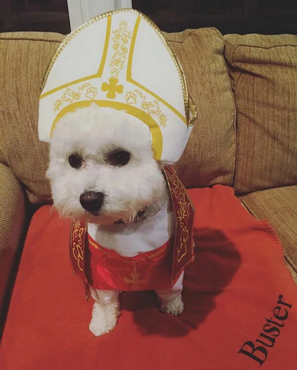 Православная собака. Религиозная собака. Собака в религии. Собака папы Римского.