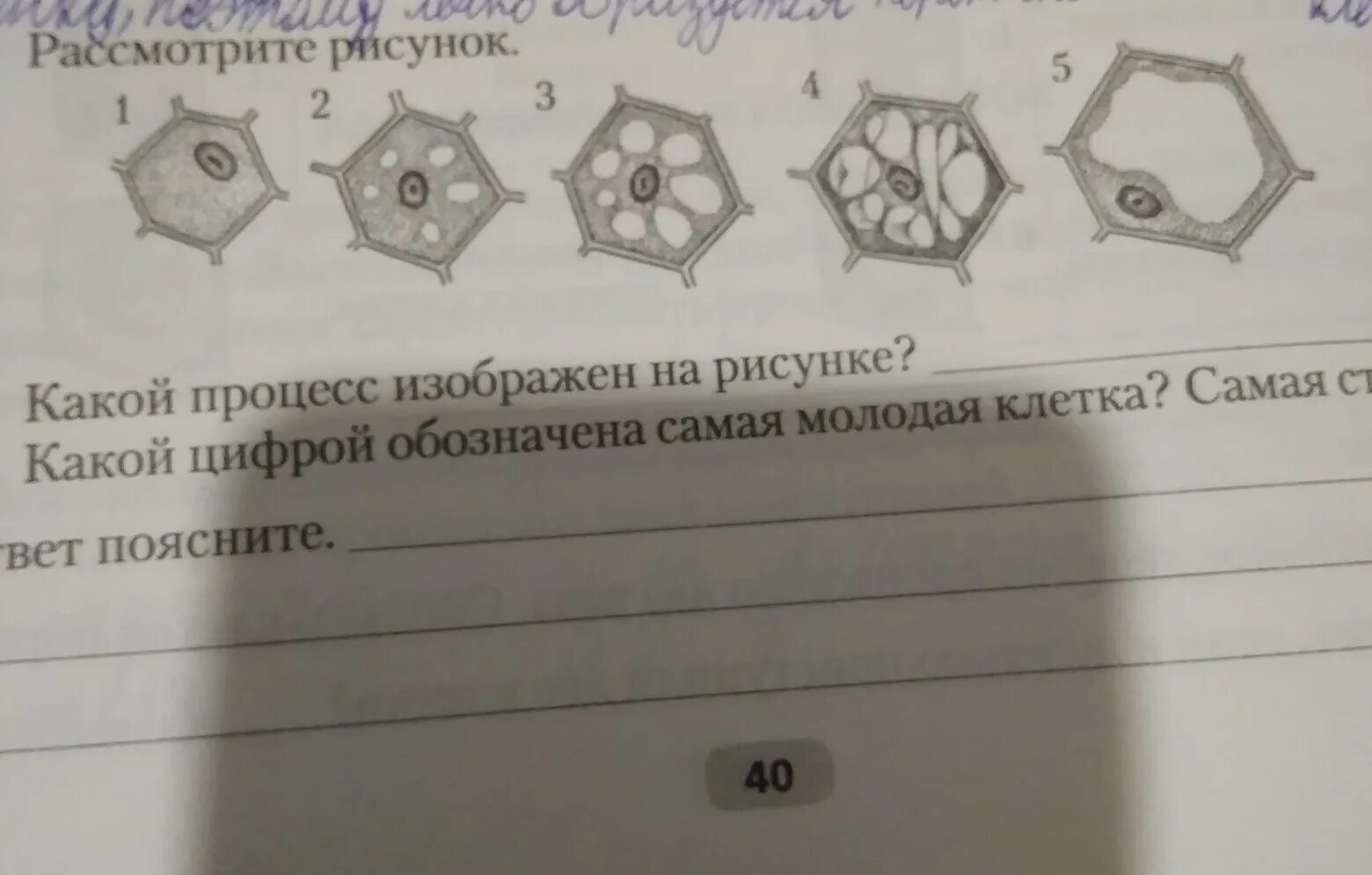 Какой процесс изображен на рисунке?. Рассмотрите рисунок какой процесс на нем изображен. Какой процесс изображен на схеме биология 6 класс. Запишите какой процесс изображен на рисунке.