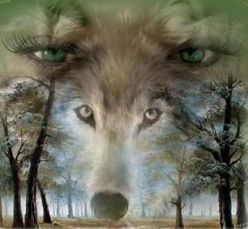 Песнь одинокая волчица. Волк в природе. Одинокая волчица. Глаз волка. Одинокая волчица с зелёными глазами.