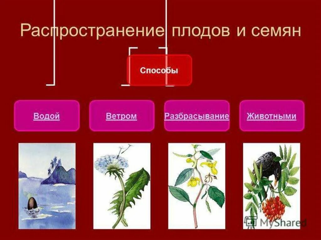 Распространение плодов и семян. Способы распространения плодов и семян. Способы распространения плодов и семян животными. Схема распространения семян. Распространение семян ветром и животными