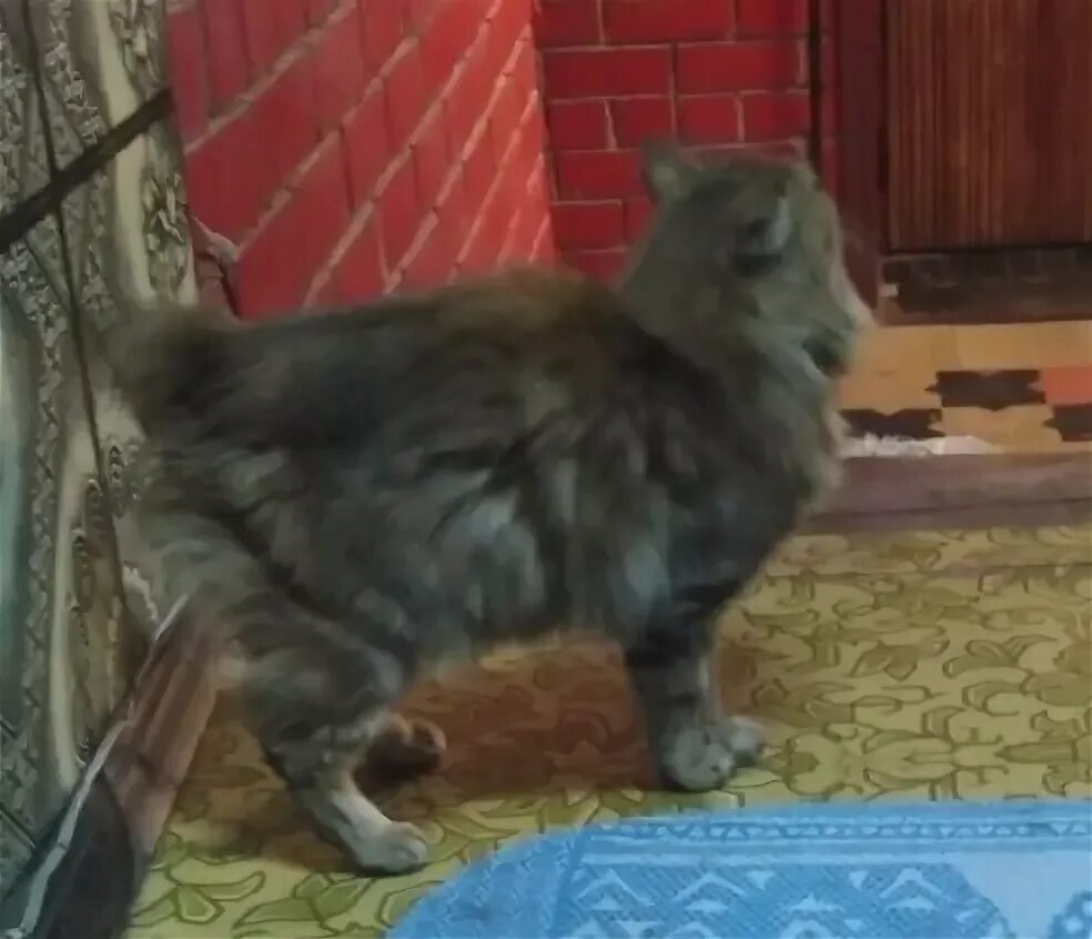 Кот кузя. Потеряшка барнаул кошки. Потерялась кошка барнаул. Потеряшка барнаул кошки. Серый кот в полоску.