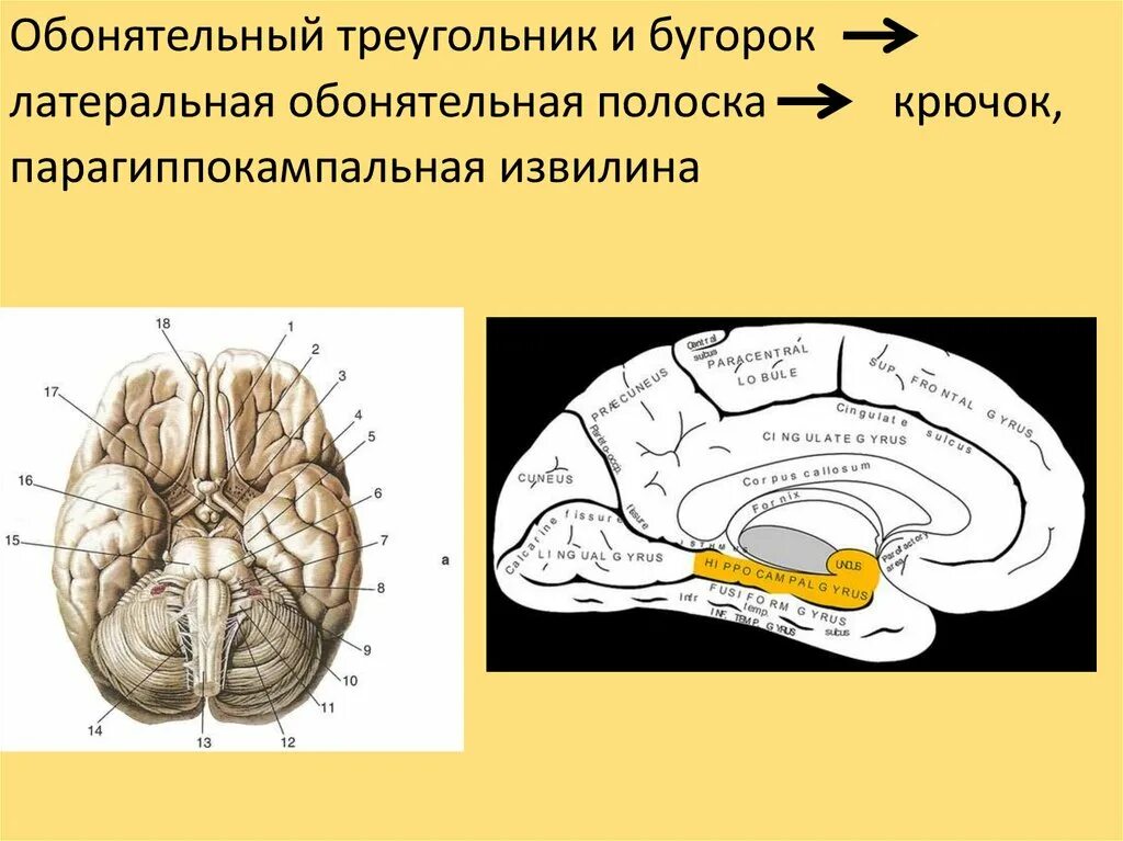 Обонятельные доли мозга. Обонятельный мозг анатомия зубчатая извилина. Парагиппокампальная борозда головного мозга. Парагиппокампальная извилина мозга. Парагиппокампальная извилина анализатор.