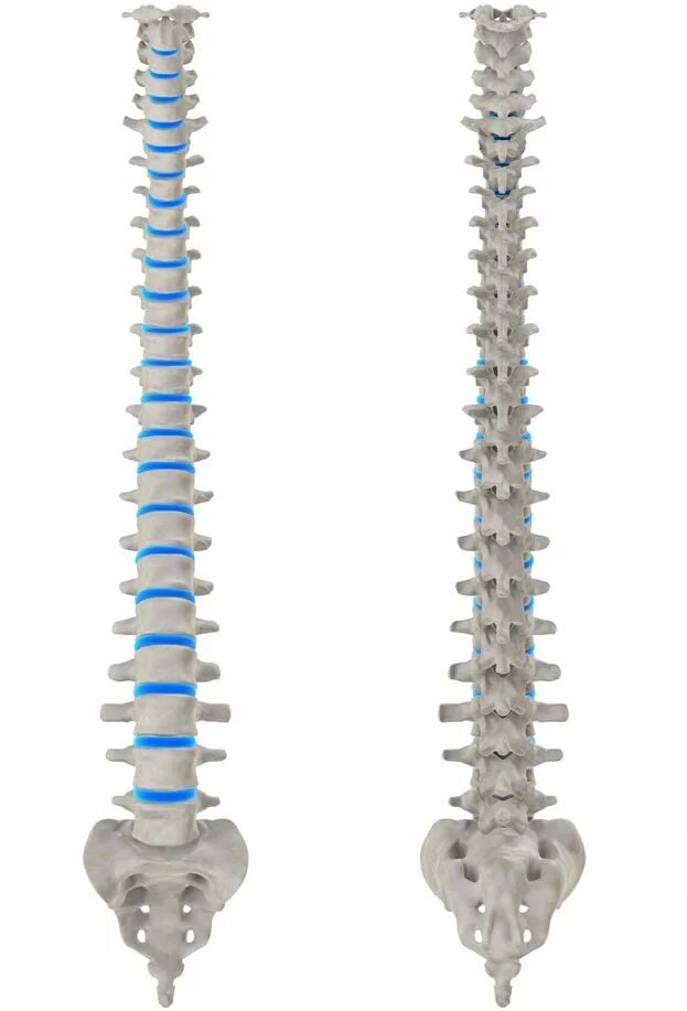 Spin columns. Spinal column в медицине. Эксцентрик Spine. Strong Spine для детей. Spine примеры.