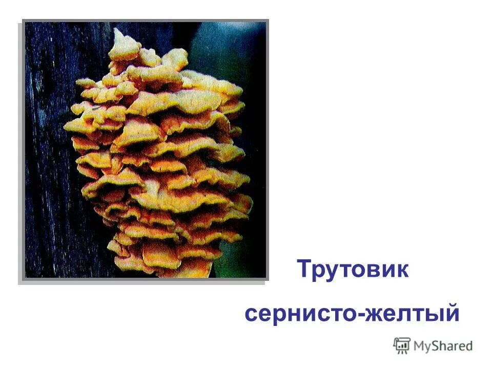 паразитические грибы среда обитания. головня спорынья трутовик. среды жизни грибов. плесневые грибы грибы−паразиты. паразитические грибы среда обитания.