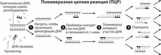 . Полимеразная цепная реакция (ПЦР). Этапы. Этапы полимеразной цепной реакции ПЦР. Схема полимеразной цепной реакции. Полимеразная цепная реакция микробиология схема. Обратный праймер