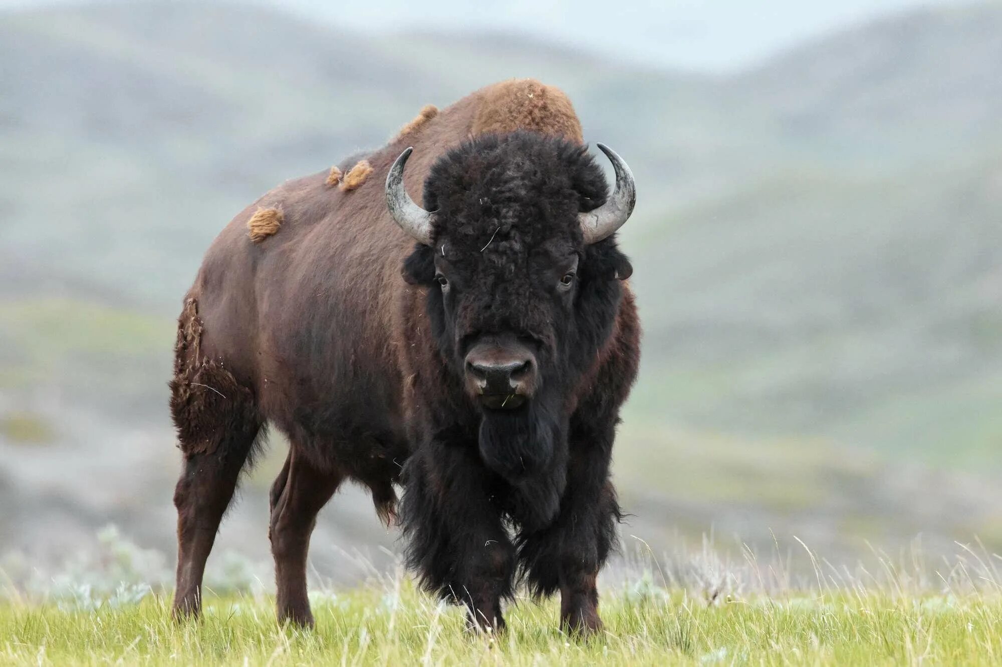 Бизон 2024. Бизоны в Северной Америке. Бизон (Bison Bison). Лесной Бизон (в Канаде) (Bison Bison athabascae). Степной Бизон.