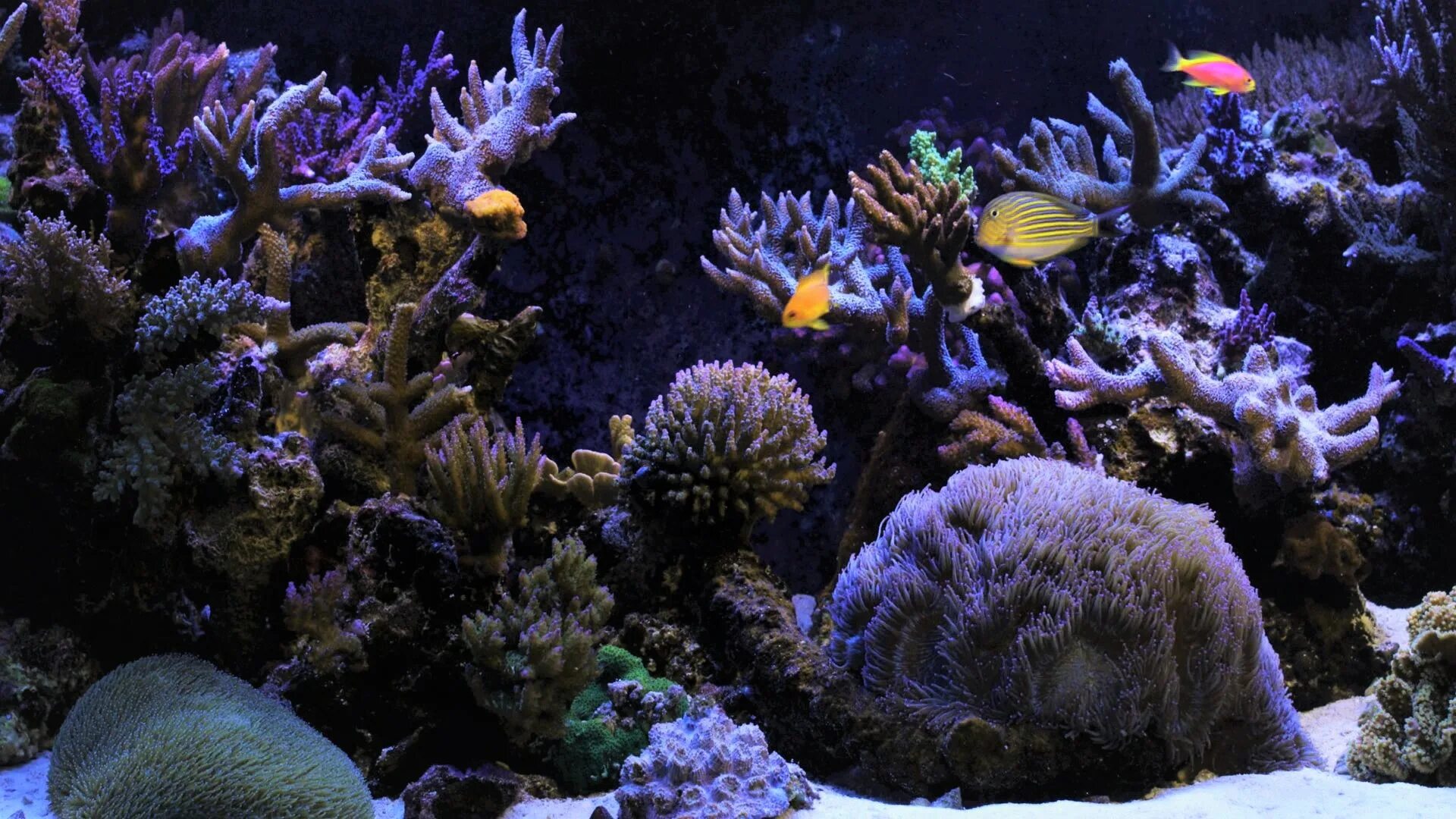 Живые организмы в аквариуме. Подводный мир океана. Красивое Морское дно. Дно океана. Морской мир.