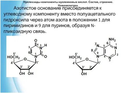 Строение оснований