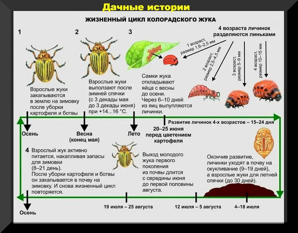 Какое развитие у жуков. Цикл развития колорадского жука. Колорадский Жук личинки цикл. Цикл развития личинки колорадского жука. Жизненный цикл колорадского жука.