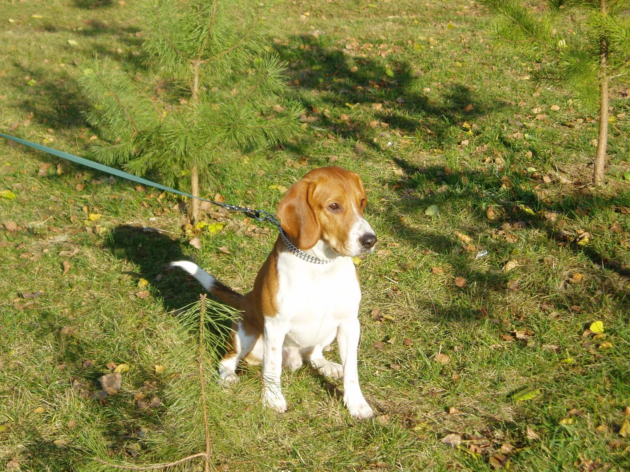 Необычные объявления о вязке. Женское рукоделие. Собаки для вязки объявления смешные. Русский охотничий спаниель рыжий. Ищем девочку для вязки.