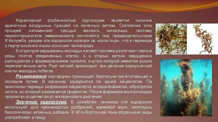 Саргассум водоросль строение. Рассказы о саргассум водоросли. Бурые водоросли саргассум. Саргассум одноклеточные или многоклеточные водоросли.